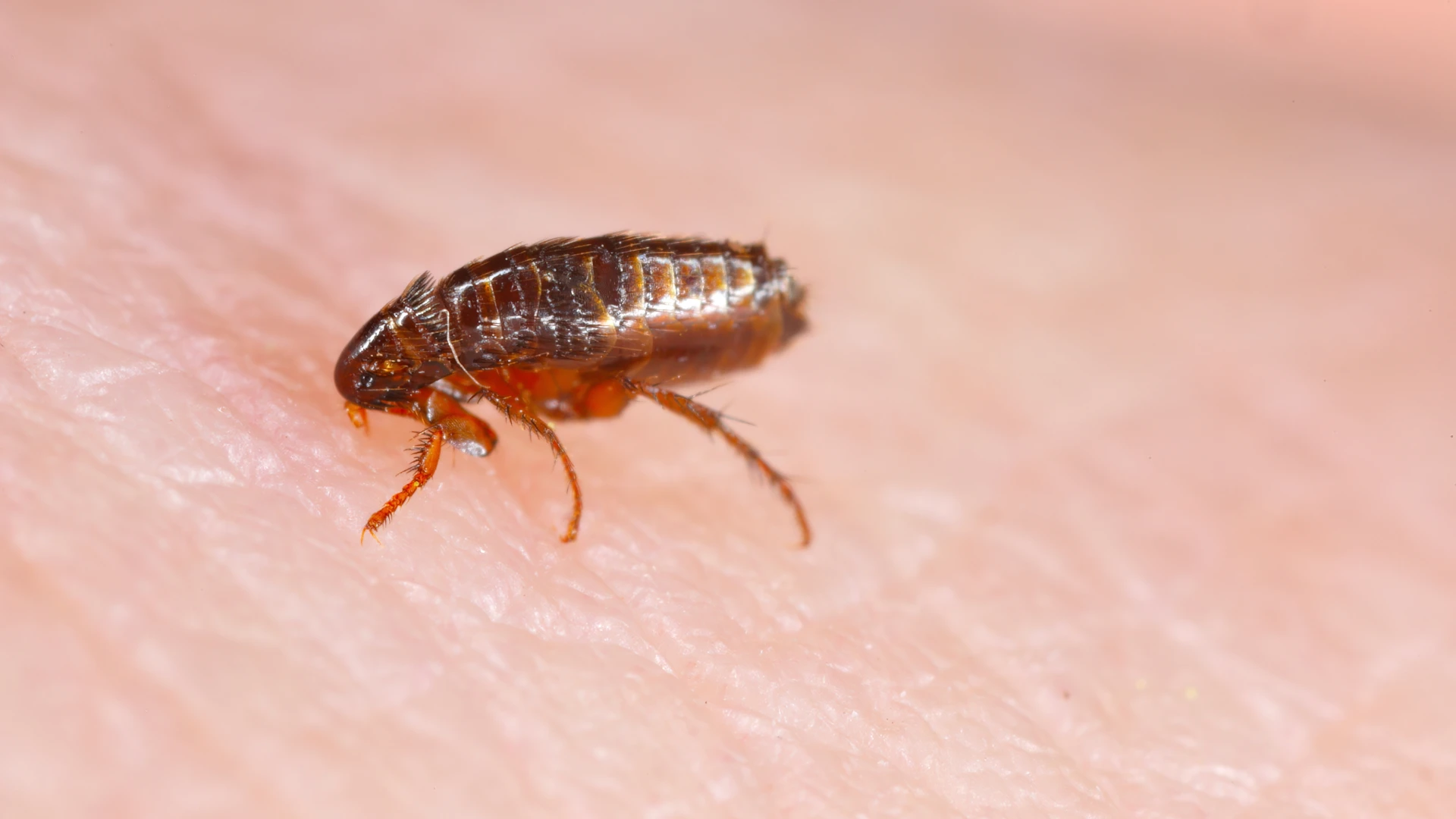 Dog flea (Ctenophalides canis) biting and drinking blood on human skin.