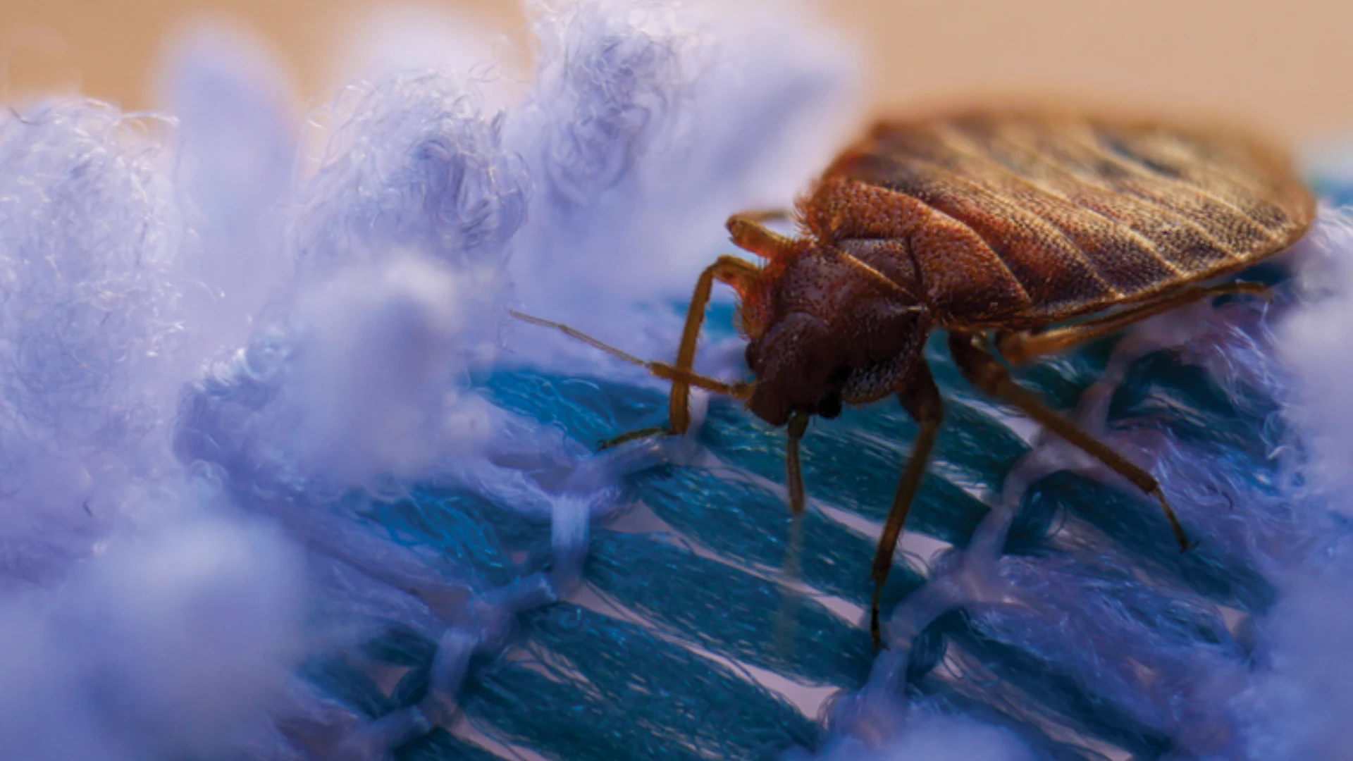 ID Tips for Bed Bug Control