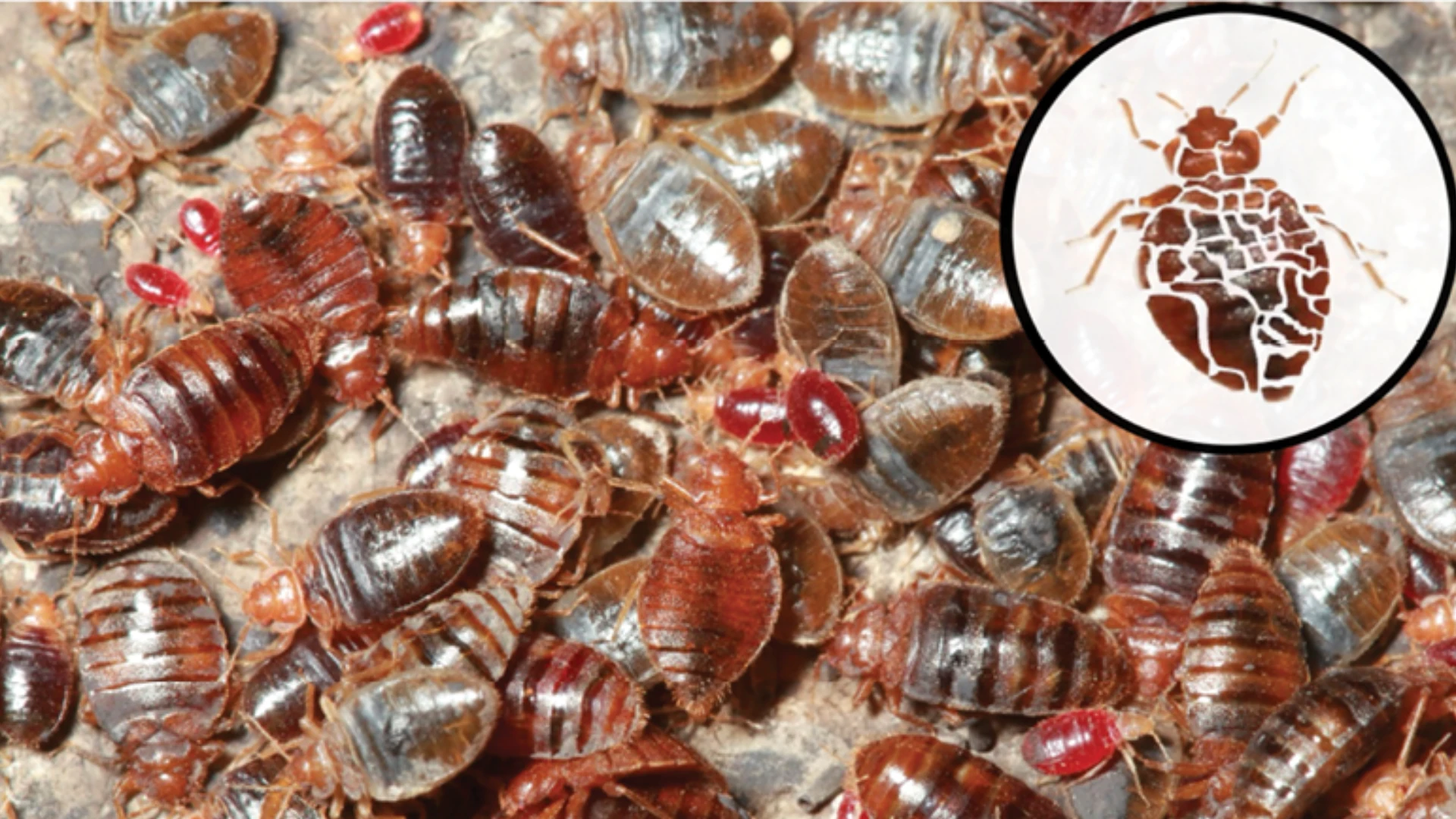 University of Kentucky Study Confirms Allergens Found in Bed Bugs