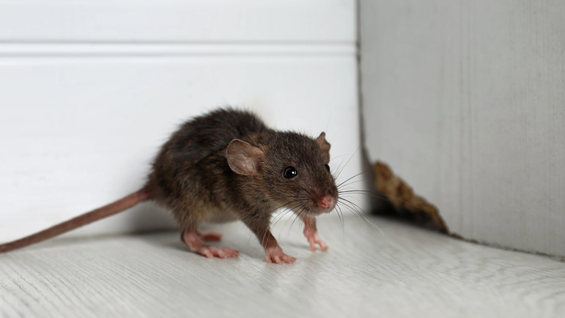 Canadian Public Health Inspectors Shares Insights on Rising Rodent Populations