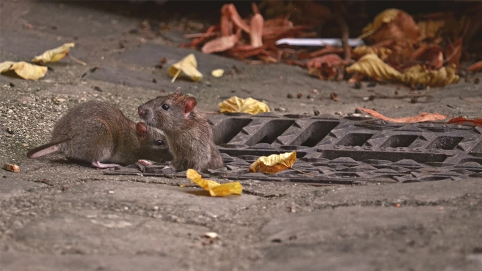 urban rodents