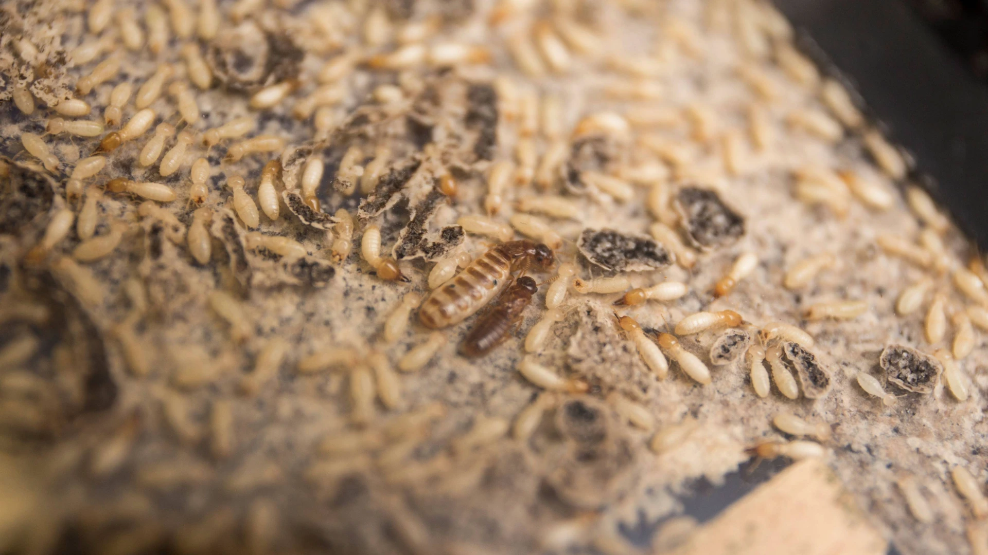 UF/IFAS Sheds Light on Tiny Invaders During Termite Awareness Week