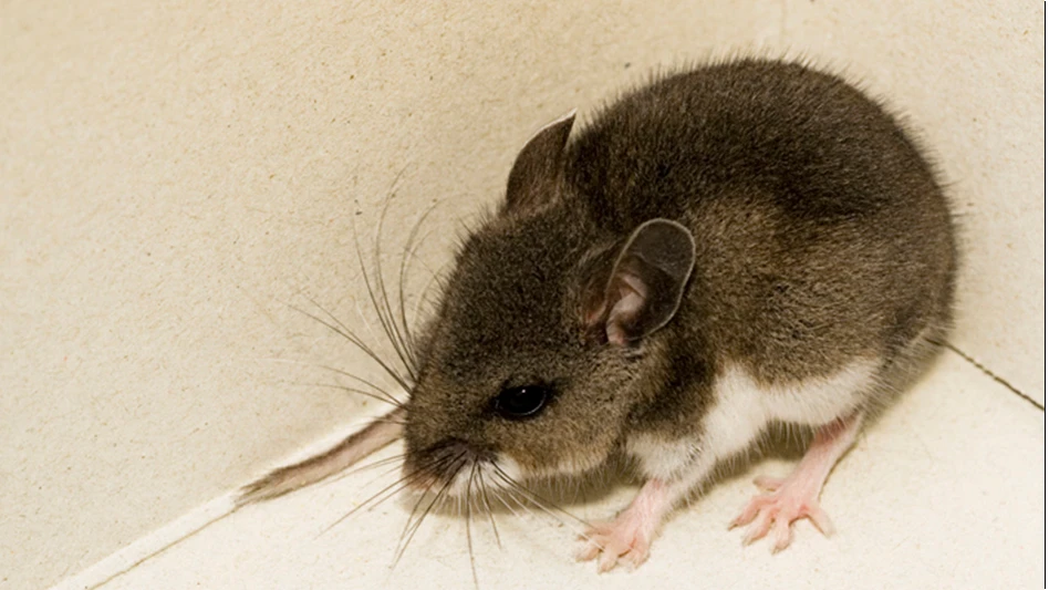 deer mouse